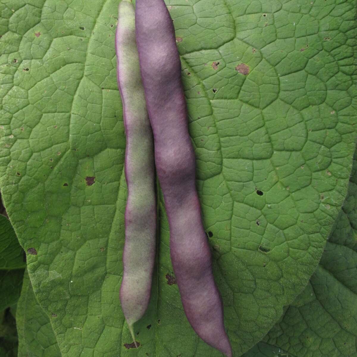 Climbing French Bean Reading Purple Harvested Pods