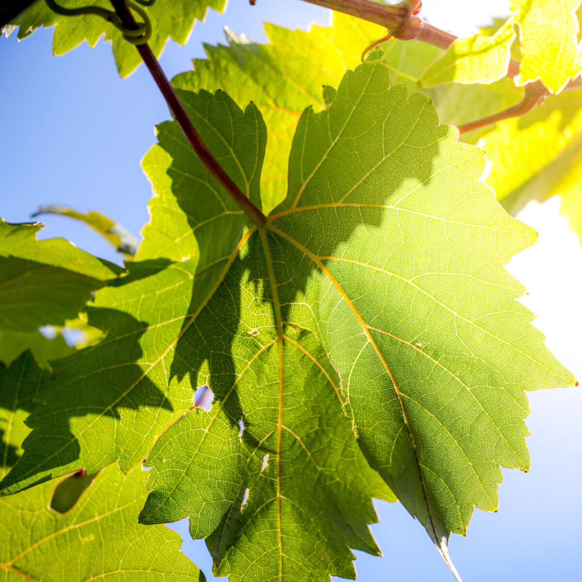 Tree leaves