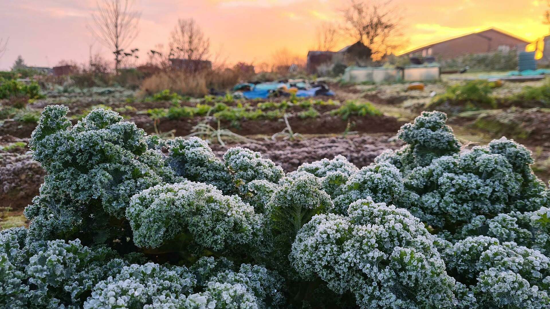 Frozen Curly Kale