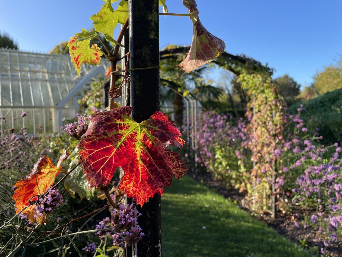 Ryton organic demonstration garden in November