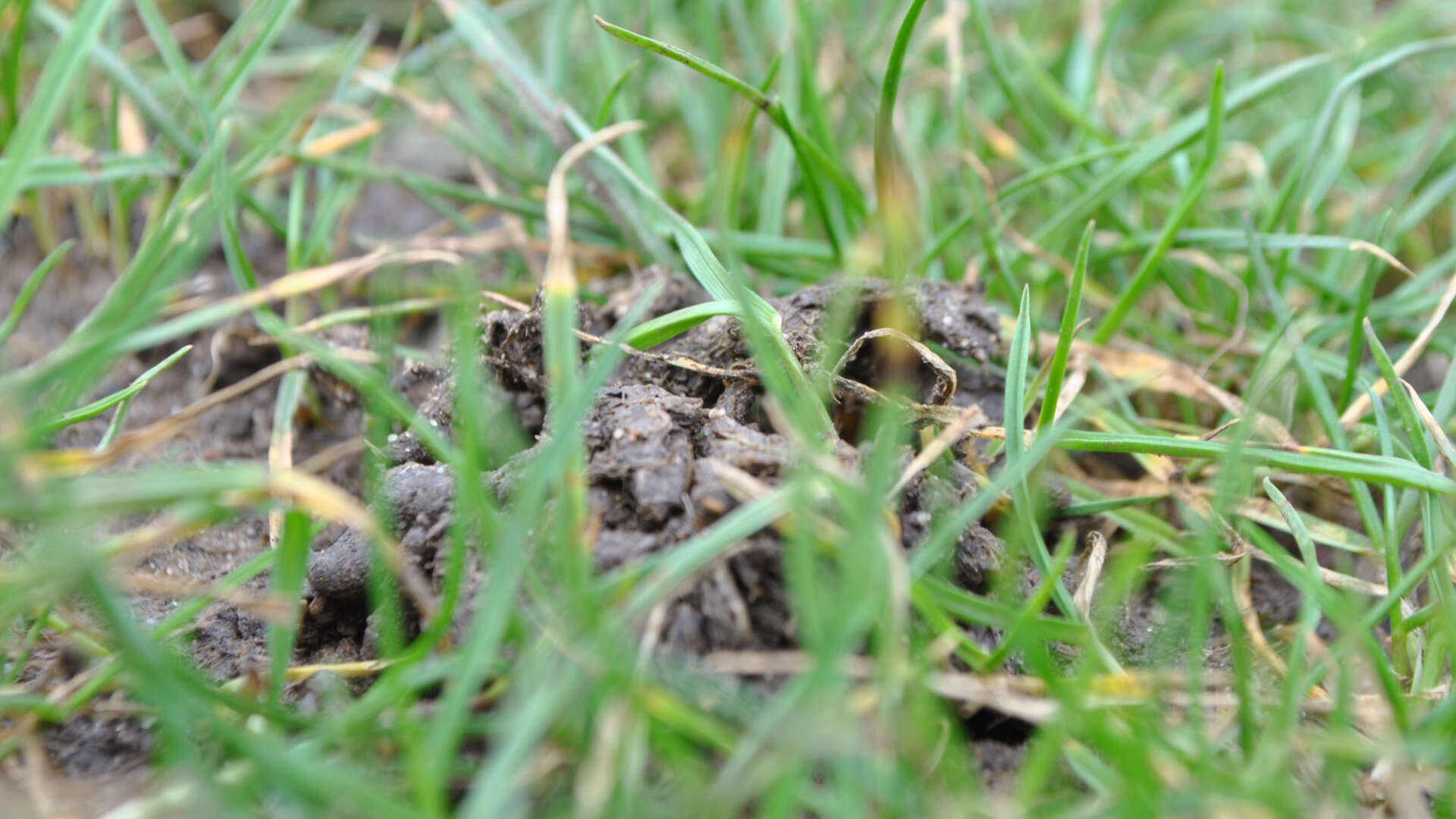 Worm cast in lawn